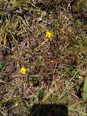 Scoparia montevidensis