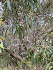 Eucalyptus kitsoniana