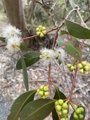 Eucalyptus kitsoniana