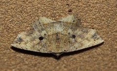Polyacme subpulchra