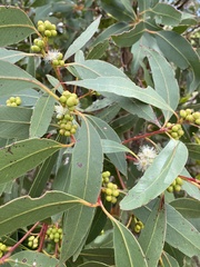 Eucalyptus kitsoniana