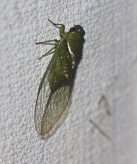 Glaucopsaltria viridis