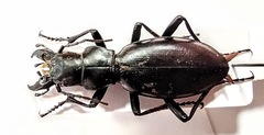 Carabus turcomanorum