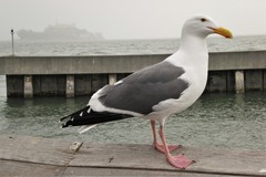 Larus occidentalis