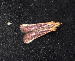 Cathyalia pallicostalis