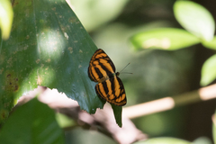 Pantoporia paraka