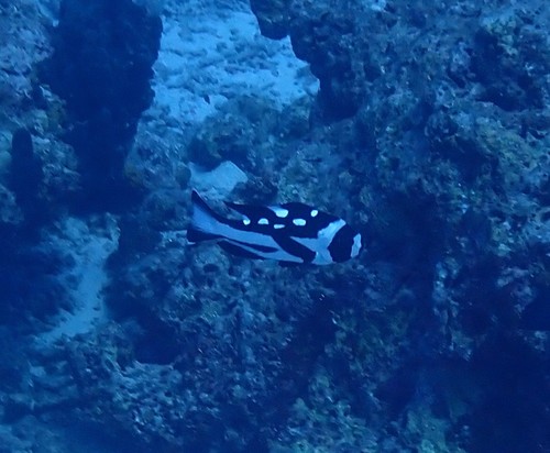 Black-and-white Snapper (Macolor niger)