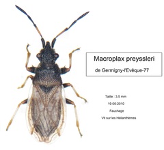 Macroplax preyssleri