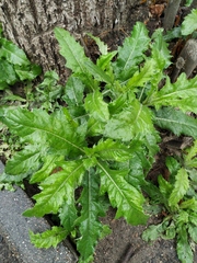 Cirsium arvense