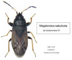 Megalonotus sabulicola