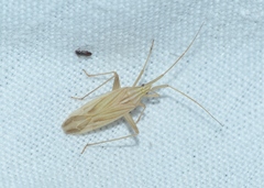 Miridius quadrivirgatus