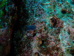 Phyllidiopsis xishaensis