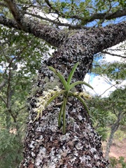 Cyrtorchis
