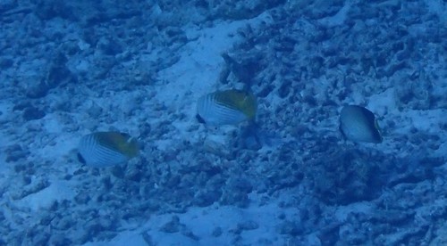 Threadfin Butterflyfish (Chaetodon auriga)