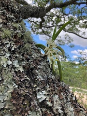 Cyrtorchis