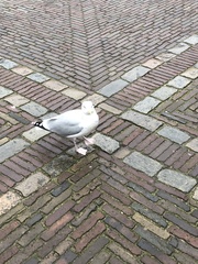 Larus argentatus