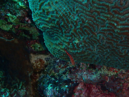 Striped Triplefin (Helcogramma striata)