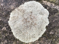 Protoparmeliopsis muralis