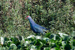 Porphyrio poliocephalus