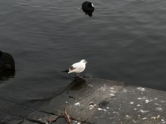 Chroicocephalus ridibundus