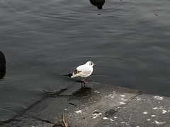 Chroicocephalus ridibundus