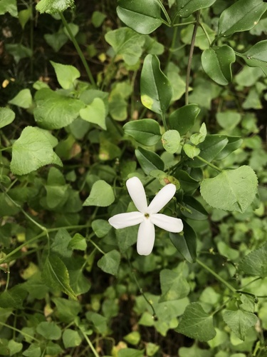 Jasminum angulare