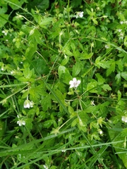 Geranium sibiricum