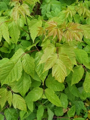 Acer negundo