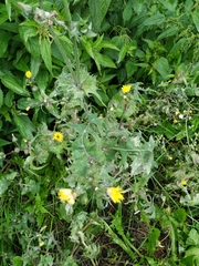 Sonchus oleraceus