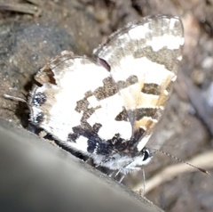 Uranothauma falkensteinii