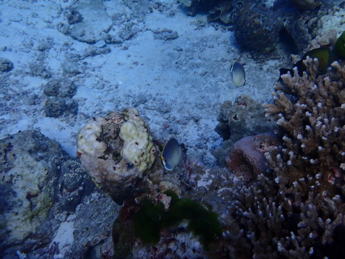 Spotted Butterflyfish (Chaetodon guttatissimus)
