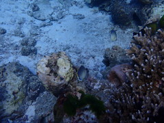 Chaetodon guttatissimus