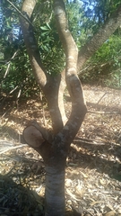Lithraea brasiliensis