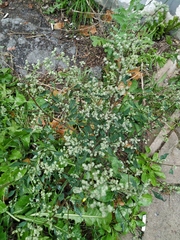 Chenopodium album