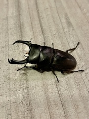 Dorcus reichei prosti