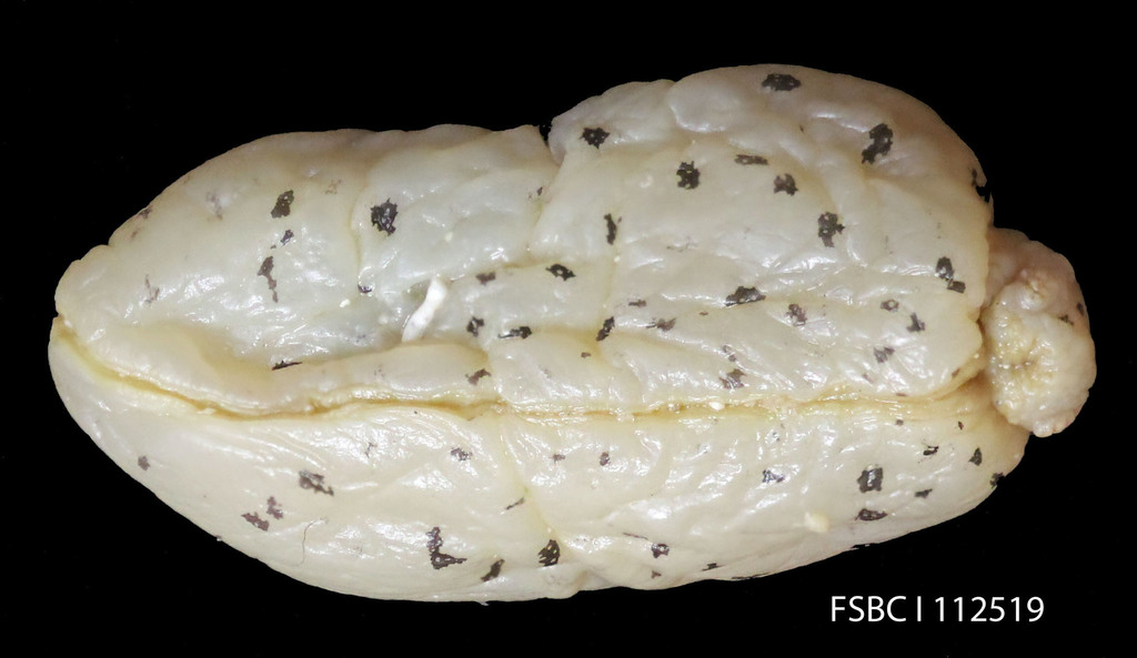 Notarchus