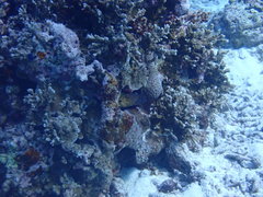 Gymnothorax flavimarginatus