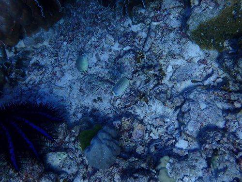 Spotted Butterflyfish (Chaetodon guttatissimus)