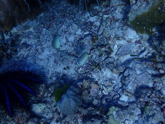 Chaetodon guttatissimus