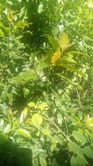Lithraea brasiliensis