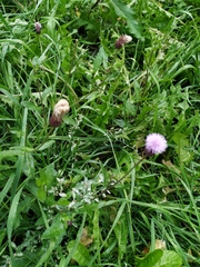 Cirsium arvense