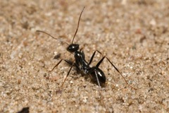 Cataglyphis aenescens