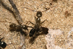 Cataglyphis aenescens