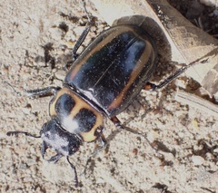 Homoderus mellyi