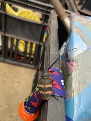 Pycnopsis brachyptera