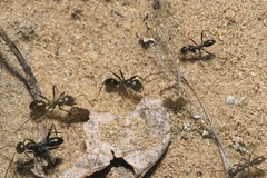 Cataglyphis aenescens