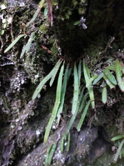 Pyrrosia linearifolia