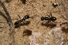 Cataglyphis aenescens