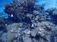 Hemitaurichthys zoster