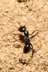 Cataglyphis aenescens